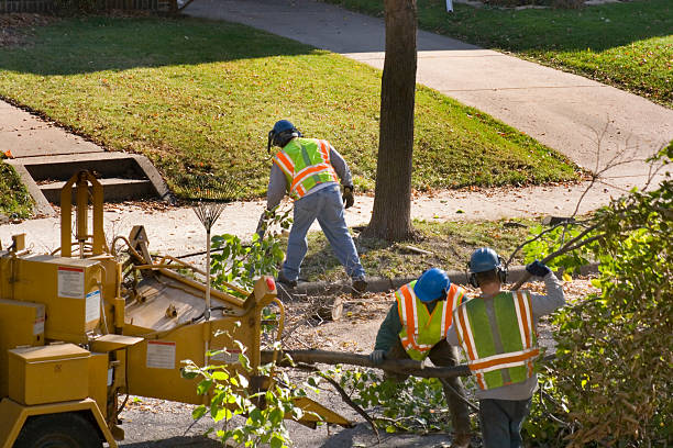 Best Tree and Shrub Care  in USA